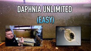 How I Raise Daphnia Water Fleas And You Can Too [upl. by Annaeiluj200]