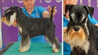 Grooming Guide  Handstripped Miniature Schnauzer Trim  Pro Groomer [upl. by Rockel]