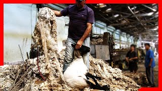 🧶🐑 Modern SHEEP FARMING Technologies  Wool Processing Factory  Sheep Shearing [upl. by Haughay]