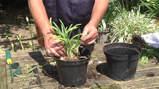 DIVIDING amp REPOTTING AGAPANTHUS [upl. by Reisinger974]