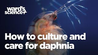 Caring and Culturing for Daphnia [upl. by Leuqar290]