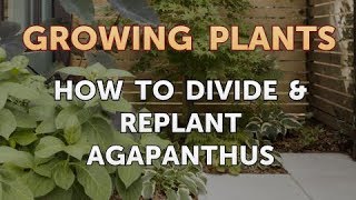 How to Divide amp Replant Agapanthus [upl. by Freeman]