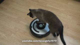 Cat shows HOW TO use iRobot Roomba Vacuum [upl. by Shute]