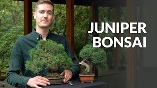 Juniper Bonsai tree care [upl. by Candis416]