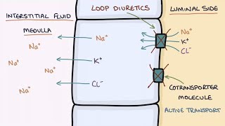 How Does Furosemide Work Understanding Loop Diuretics [upl. by Nolram402]