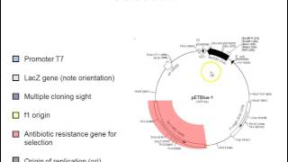 Plasmid vectors [upl. by Onateyac]