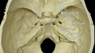 Cranial Foramina  Mnemonic Phrase [upl. by Nav]