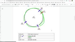 Reading Plasmid Maps [upl. by Yelrak]