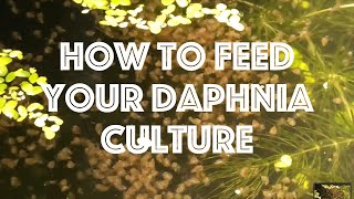 How To Feed Your Daphnia Culture [upl. by Faxan]