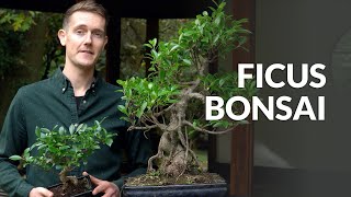 Ficus Bonsai tree care [upl. by Dnalerb418]