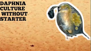 HOW TO CULTURE DAPHNIA NATURALLY WITHOUT A STARTER [upl. by Samtsirhc]