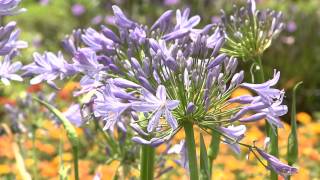 Graceful agapanthus come in different sizes [upl. by Aihsein]