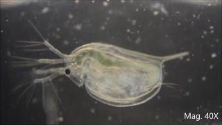 Daphnia magna under the Microscope [upl. by Woodberry]