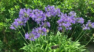 Agapanthus Plant Profile [upl. by Baniaz]