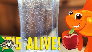 How to culture Vinegar Eels The EASY Way Live Fish Food [upl. by Demha]