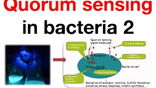 Quorum sensing in bacteria 2 [upl. by Imaon]