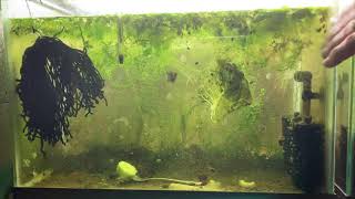 Scuds Daphnia Cherry Shrimp Copepods My aquatic food culture [upl. by Akenn]