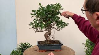 Ficus Bonsai Care and Pruning [upl. by Jeddy98]