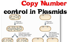 Copy number control in plasmids [upl. by Ettezil]