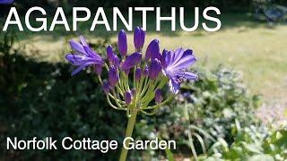 Agapanthus  How To Grow Agapanthus Plants [upl. by Elleral]