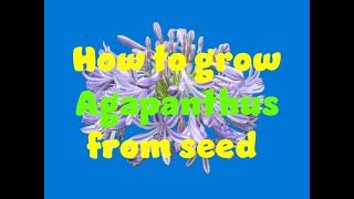 Growing agapanthus from seed [upl. by Eeima]