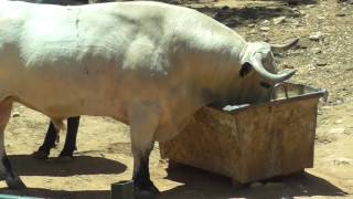 The National Sport of Bullfighting in Spain [upl. by Ardnac]