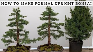 Making Formal Upright Bonsai from Alberta Spruce [upl. by Pittel]