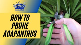 How to Prune Agapanthus [upl. by Key718]