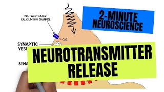 2Minute Neuroscience Neurotransmitter Release [upl. by Kingsly]