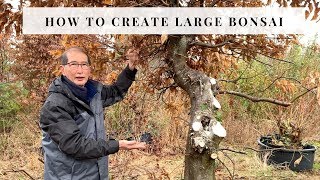 How To Create Large Bonsai [upl. by Swarts421]