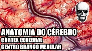 Vídeo Aula 134  Sistema NervosoNeuroanatomia Anatomia do Cérebro Córtex Cerebral  Telencéfalo [upl. by Hobart]