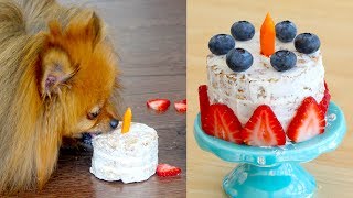 How to Make a Birthday Cake FOR DOGS  PADDINGTONS PANTRY  RECIPE [upl. by Thorne]