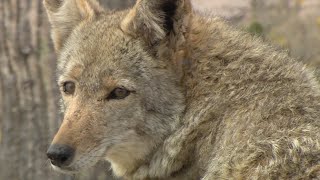 Coyote mating season underway in Arizona  FOX 10 AZAM [upl. by Kcirdnek790]