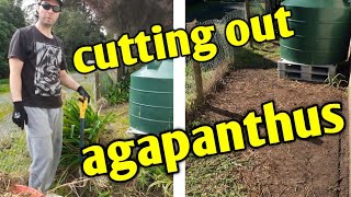 How to get rid of Agapanthus  Gardening [upl. by Parsifal605]