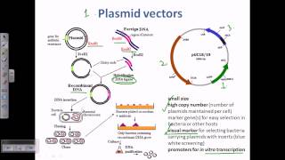 Plasmid as a cloning vector [upl. by Ulick]