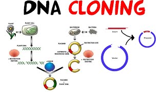 DNA cloning [upl. by Jarvey]