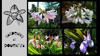 Deadheading Agapanthus Crinum Roscoea Amaryllis [upl. by Wenoa]