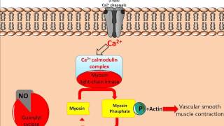 Mechanism of Glyceryl Trinitrate GTN [upl. by Shirley]