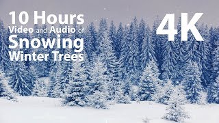 4K 10 hours  Snowing on Winter Trees  relaxing gentle calming [upl. by Ikkim]