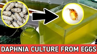 HOW TO HATCH DAPHNIA EGGS  HOW TO CULTURE DAPHNIA [upl. by Oznohpla]