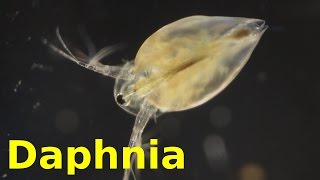 Daphnia [upl. by Couture]