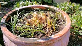 Agapanthus in Pots [upl. by Laughry]