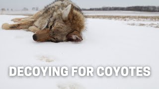 Shoot More COYOTES This WINTER Doing THIS Hunting Coyote Tips and Kills [upl. by Melinde]