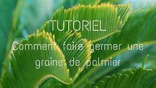 Tuto  Comment faire germer un palmier [upl. by Farhsa]