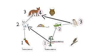 ¿Qué es una red alimentaria [upl. by Aehtla]
