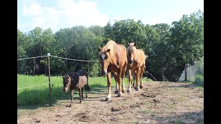 Paddock Paradise Horse Track System [upl. by Eemiaj]