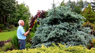 Pruning Conifers with Adrian Bloom [upl. by Aleakcim210]