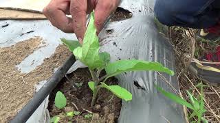 Gravity type irrigation  Farming innovation  Technique in using water efficiently [upl. by Oicnerolf]