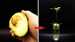 Growing AVOCADO Tree Time Lapse  127 Days [upl. by Duax779]