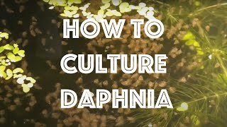 How To Culture Daphnia Magna [upl. by Rez]